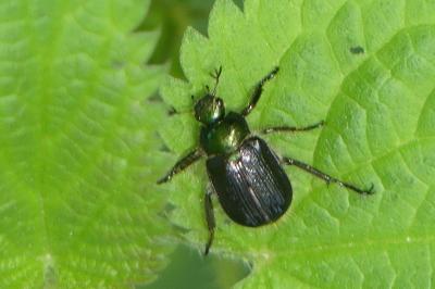 <i>Phyllopertha horticola</i>