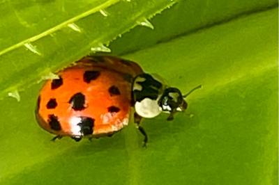 <i>Harmonia axyridis</i>
