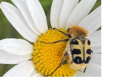 <i>Trichius gallicus</i>