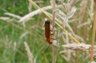 <i>Rhagonycha fulva</i>