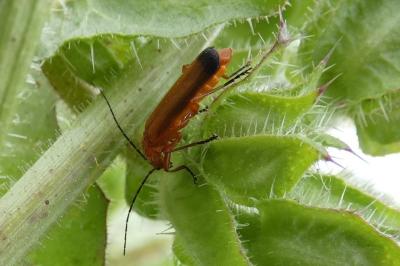 <i>Rhagonycha fulva</i>