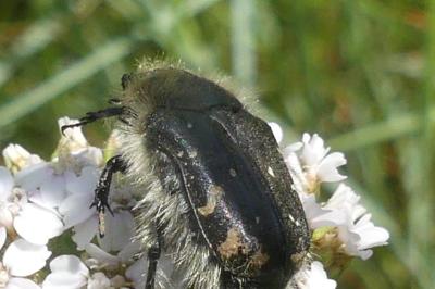 <i>Tropinota</i>