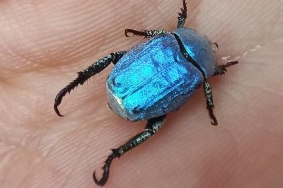 <i>Hoplia coerulea</i>