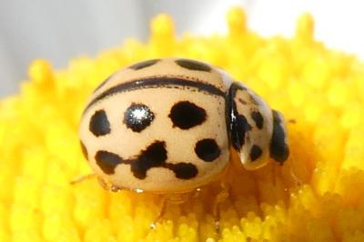 <i>Tytthaspis sedecimpunctata</i>
