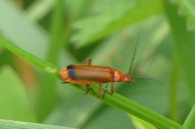 <i>Rhagonycha fulva</i>