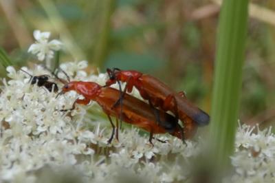 <i>Rhagonycha fulva</i>