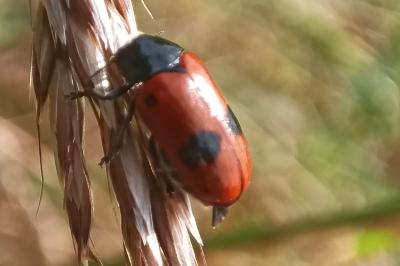 <i>Clytra laeviuscula</i>