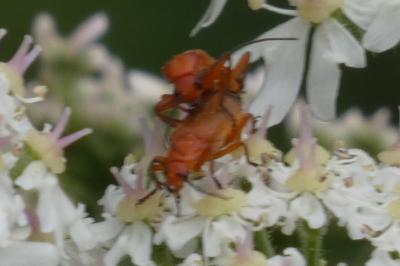 <i>Rhagonycha fulva</i>