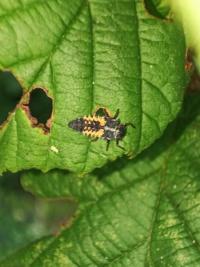 <i>Harmonia axyridis</i>