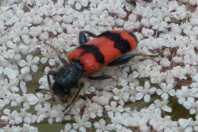 <i>Trichodes apiarius</i>