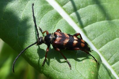<i>Leptura quadrifasciata</i>