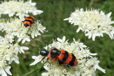 <i>Trichodes apiarius</i>