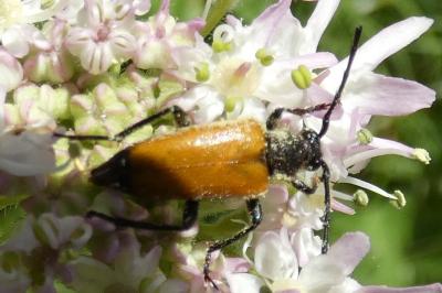 <i>Stictoleptura fulva</i>