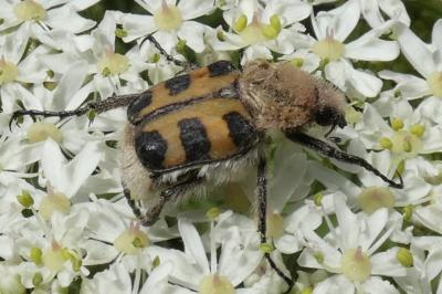 <i>Trichius gallicus</i>