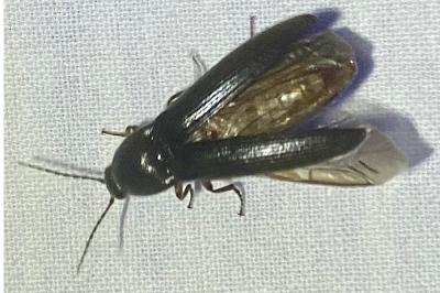 <i>Melanotus</i>