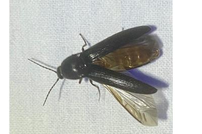 <i>Melanotus</i>