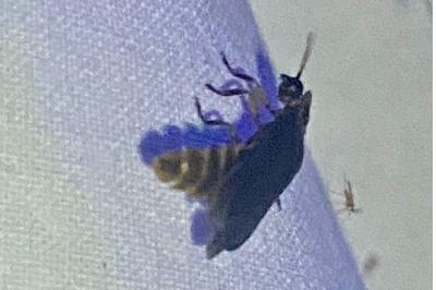 <i>Lampyris noctiluca</i>