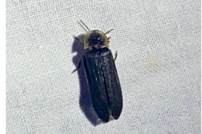 <i>Lampyris noctiluca</i>