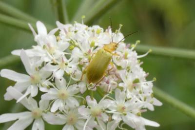 <i>Cteniopus sulphureus</i>