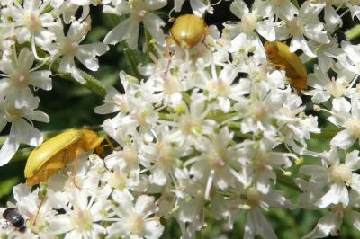 <i>Cteniopus sulphureus</i>