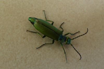 <i>Lytta vesicatoria</i>