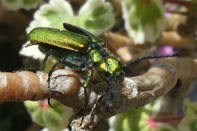 <i>Lytta vesicatoria</i>