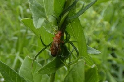 <i>Rhagonycha fulva</i>