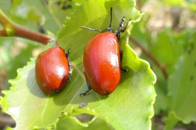 <i>Chrysomela populi</i>