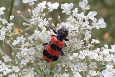 <i>Trichodes apiarius</i>