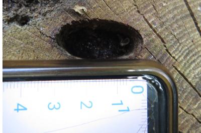 <i>Cerambyx cerdo</i>
