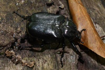 <i>Osmoderma eremita</i>