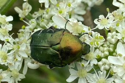 <i>Cetonia aurata</i>