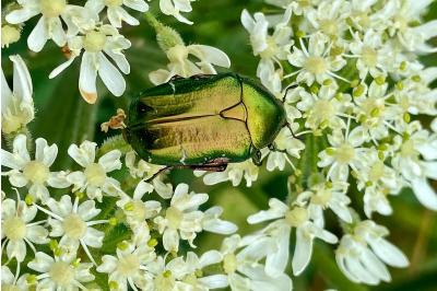 <i>Cetonia aurata</i>