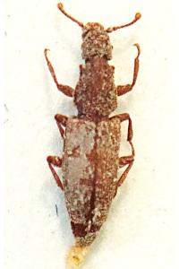 <i>Monotoma conicicollis</i>