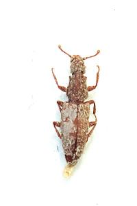 <i>Monotoma conicicollis</i>