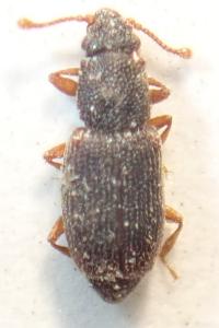<i>Monotoma picipes</i>