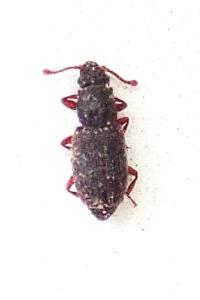 <i>Monotoma picipes</i>