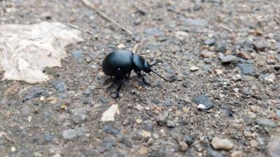 <i>Timarcha tenebricosa</i>