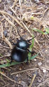 <i>Timarcha tenebricosa</i>
