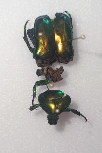<i>Cetonischema speciosissima</i>