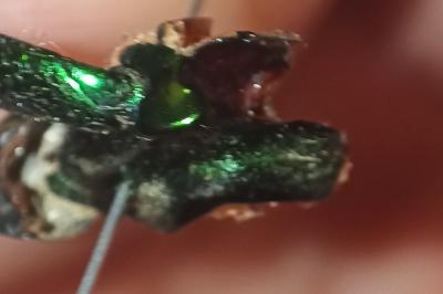 <i>Cetonischema speciosissima</i>