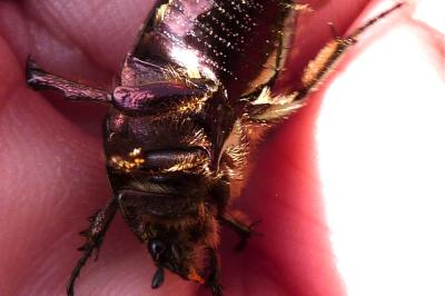 <i>Cetonia aurata</i>