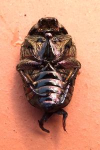 <i>Potosia cuprea</i>