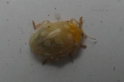 <i>Halyzia sedecimguttata</i>