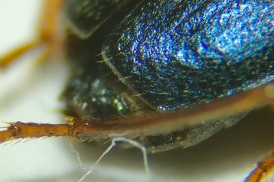 <i>Brachinus explodens</i>