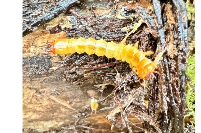 <i>Pyrochroa coccinea</i>