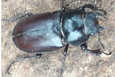 <i>Lucanus cervus</i>
