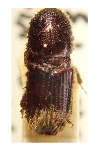 <i>Ips typographus</i>