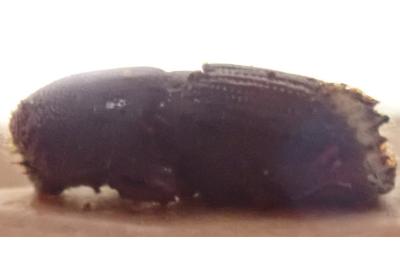 <i>Ips typographus</i>