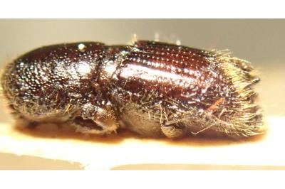 <i>Ips typographus</i>